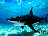 Great white shark