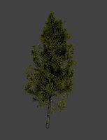 birch