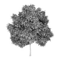 Silver Birch 3 Betula pendula 44663