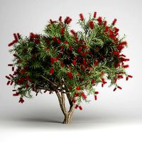Bottlebrush Tree