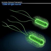 Escherichia coli bacteria