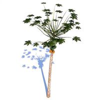 Papaya - 01 med poly