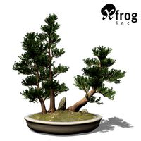 XfrogPlants Western Juniper - Bonsai