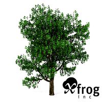 XfrogPlants Plum