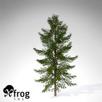 XfrogPlants Japanese White Larch