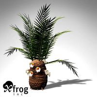 XfrogPlants Cycadeoidea Gigantea