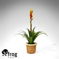 XfrogPlants Gemma Guzmania