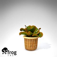 XfrogPlants Kalanchoe