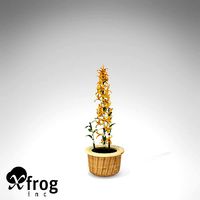 XfrogPlants Dendrobium Nobile