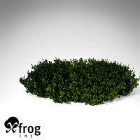 XfrogPlants Halimeda