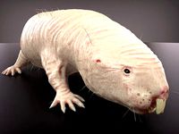 Mole Rat