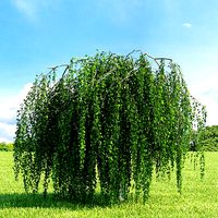 Betula pendula Youngii 004 v2 AM136