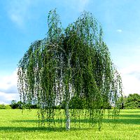 Betula pendula Youngii 004 v1 AM136