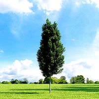 Carpinus betulus Frans Fontaine 003 v1 AM136