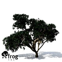 XfrogPlants Rubber Fig
