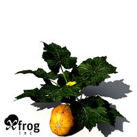 XfrogPlants Squash