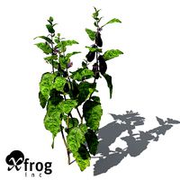 XfrogPlants Eggplant