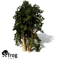 XfrogPlants Broadleaved Paperbark