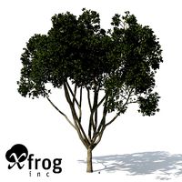 XfrogPlants Weeping Fig