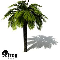 XfrogPlants Tasmanian Treefern