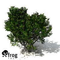XfrogPlants Grey Mangrove