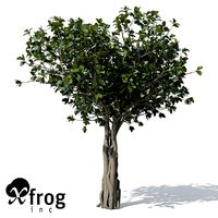 XfrogPlants Banyan