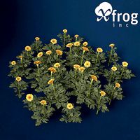 XfrogPlants Marigold