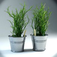 Rosemary