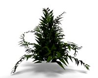 Plant