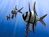 Benggai cardinal marine fish