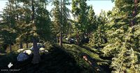 Game Ready Realistic Low Poly Cedar Tree Models