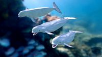 Beluga Whale