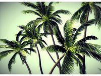 low poly palms pack