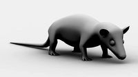 Opossum