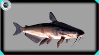 Blue Catfish