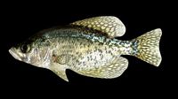 crappie x
