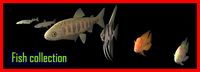 Fish collection 3D Model