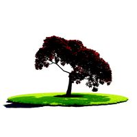 Japanese Maple A
