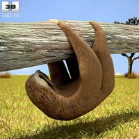 Three-Toed Sloth