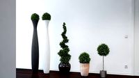 VP Boxwood Trees