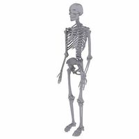 cool skeleton