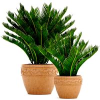 Cycas palm tree 7