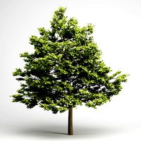 CGAxis Field Maple 01