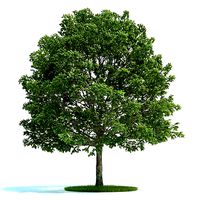 Carpinus Tree Bloomed