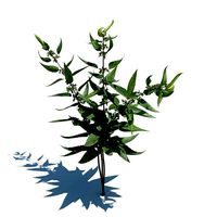 Urtica Dioica   Common Nettle