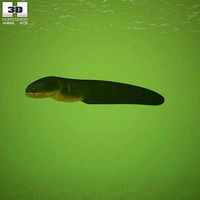 Electric Eel Electrophorus Electricus