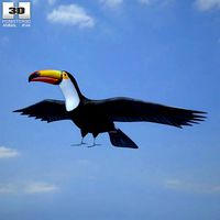 Toco Toucan Ramphastos Toco