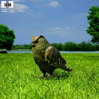 Eurasian Eagle-Owl Bubo Bubo