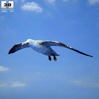 Southern Giant Petrel Macronectes Giganteus