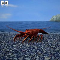 Spiny Lobster Palinuridae